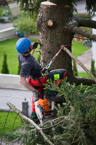 Amberley, OH Tree Services Company